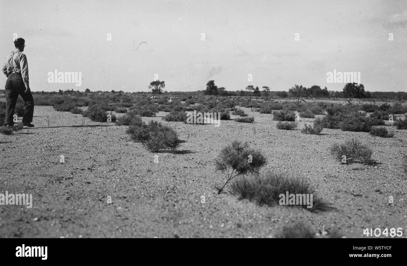 Photograph of Pitch Pine Plantation; Scope and content:  Original caption: Pitch pine plantation on Big Prairie - LSFES  plot. Stock Photo