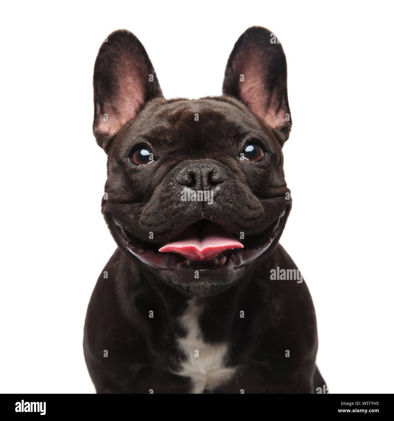 head of happy black french bulldog panting on white background Stock Photo  - Alamy