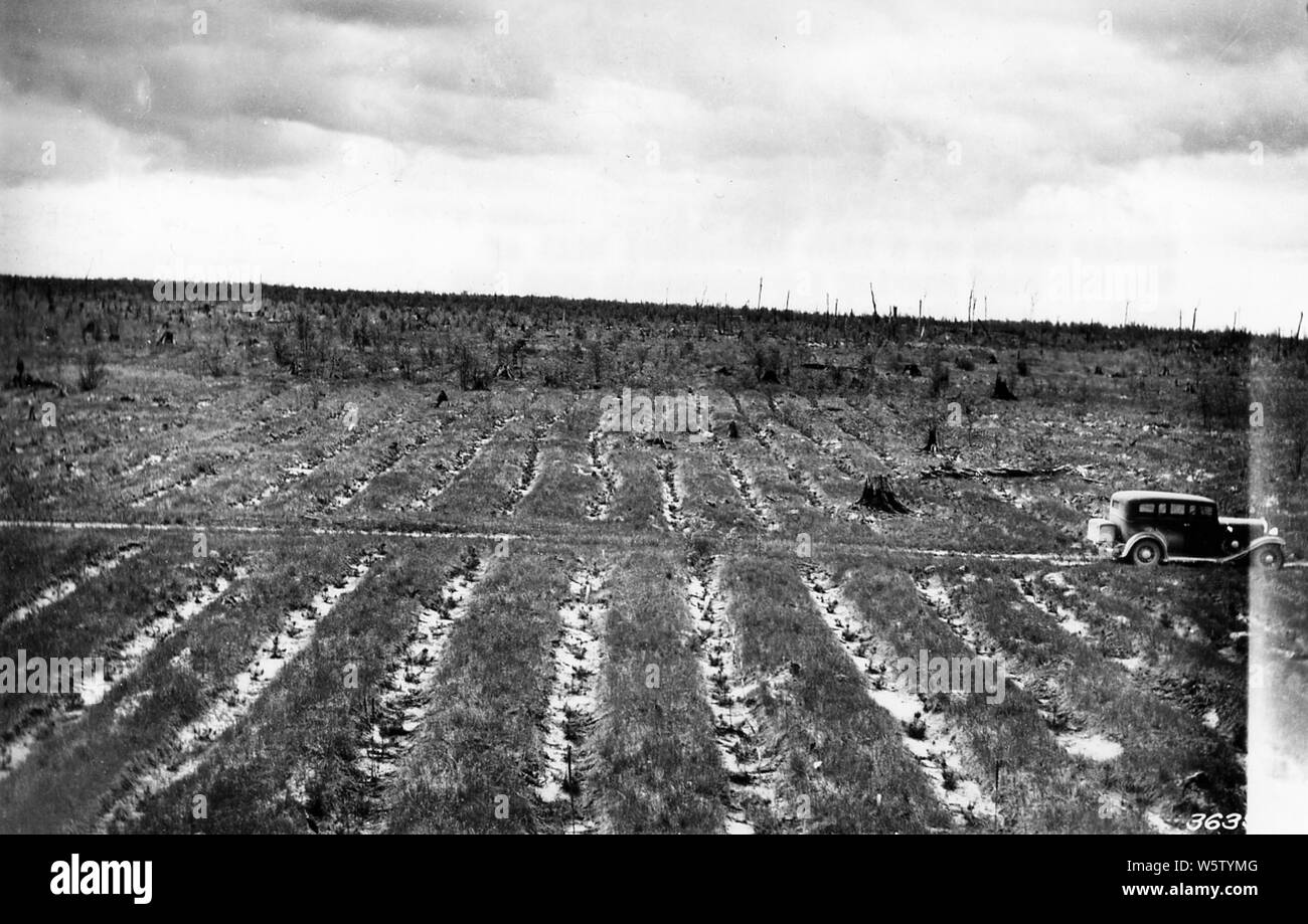 Photograph of Planted Jack Pine; Scope and content Original caption 1
