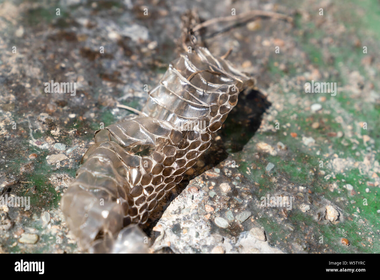 The detail of discarded skin of a snake in central Turkey Stock Photo