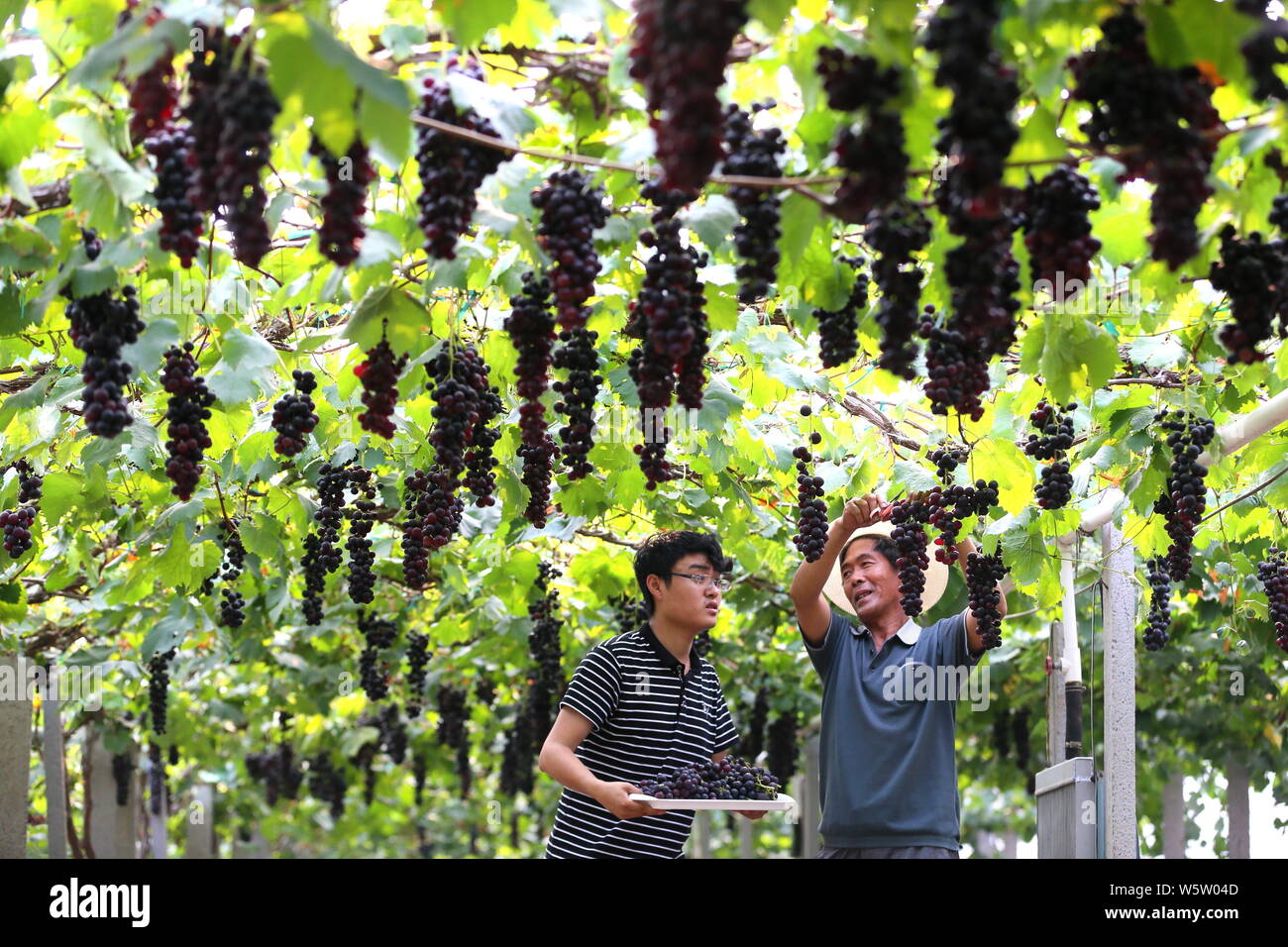 Grapes farming china hi-res stock photography and images - Alamy
