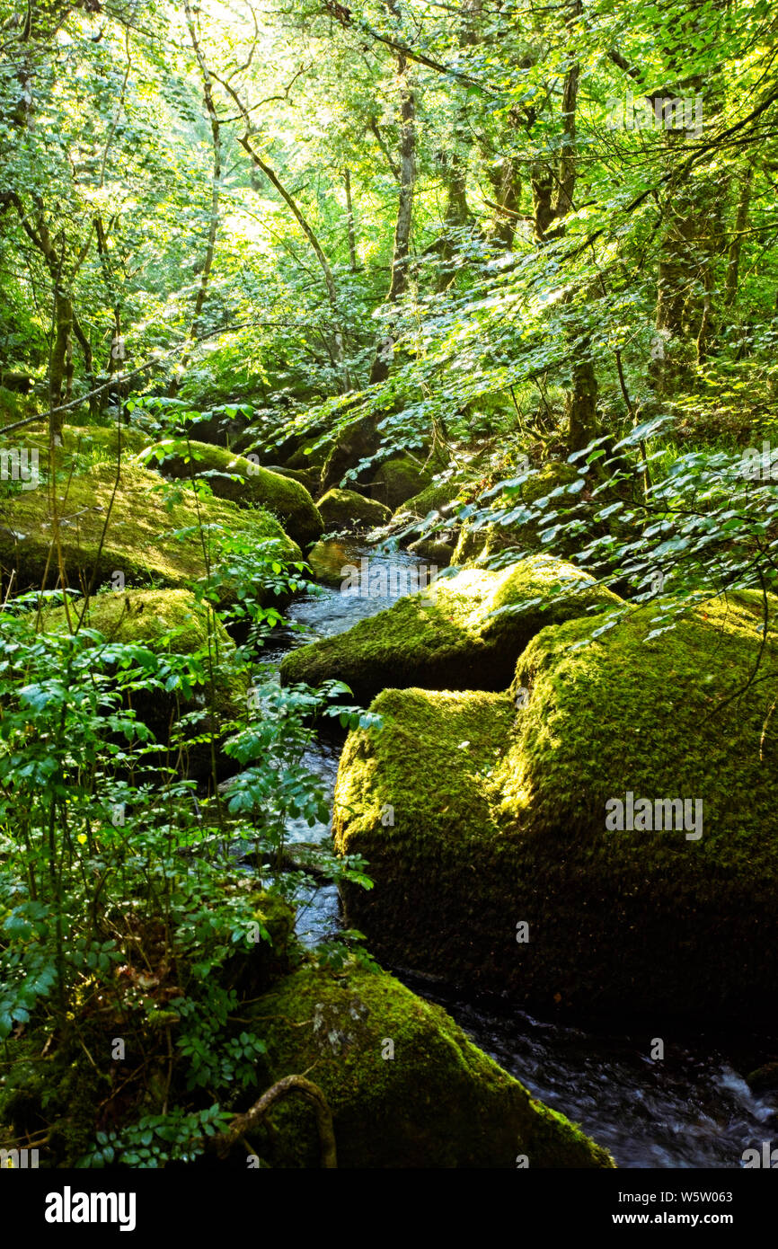 A woodland stream with mossy boulders, Manaton, Dartmoor National Park