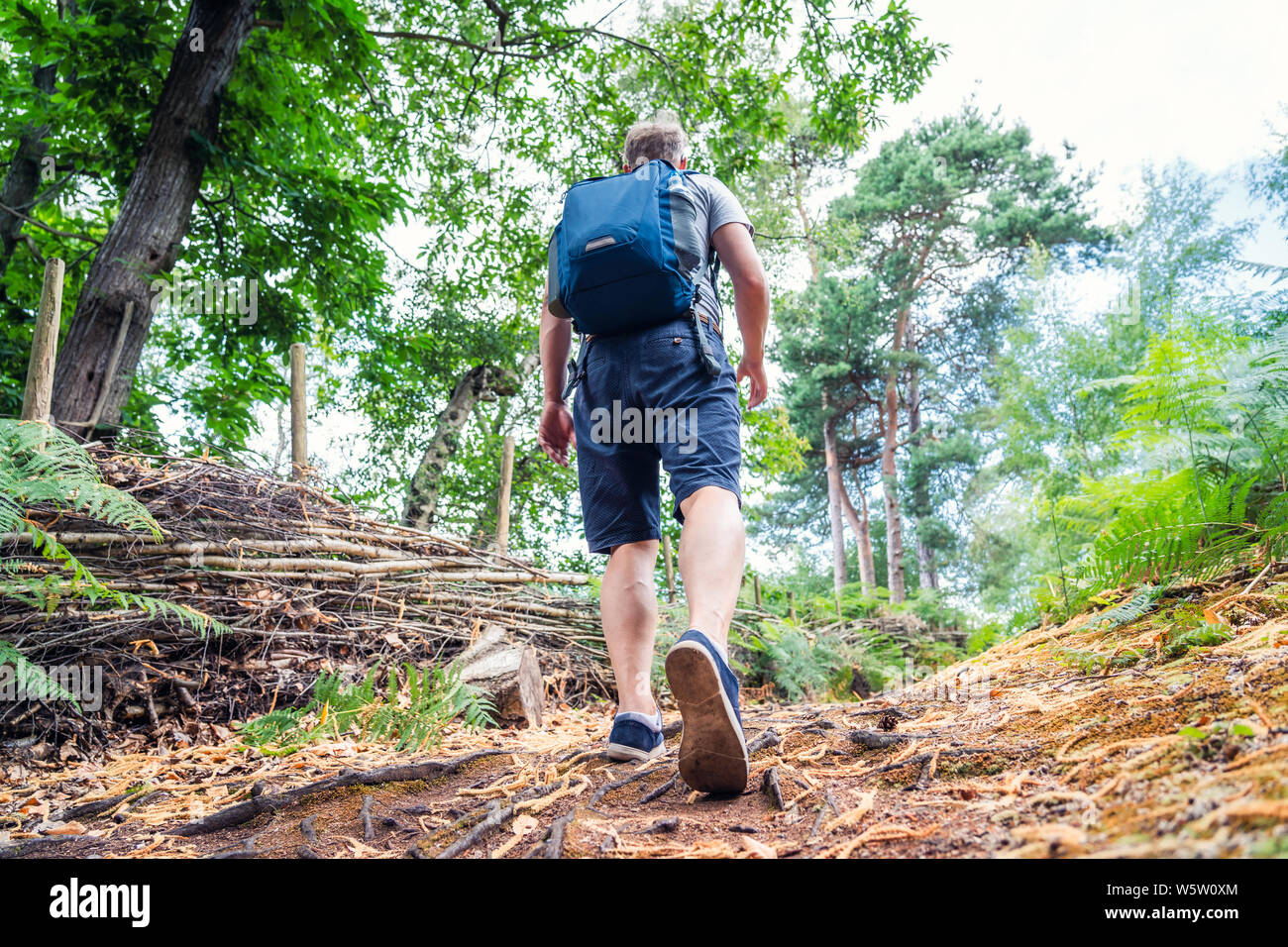 Walking throught the woods hires stock photography and images Alamy