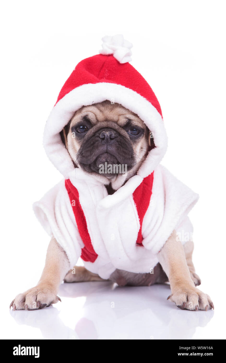 adorable pug puppy wearing a santa costume is ready for christmas, sitting  on white background Stock Photo - Alamy