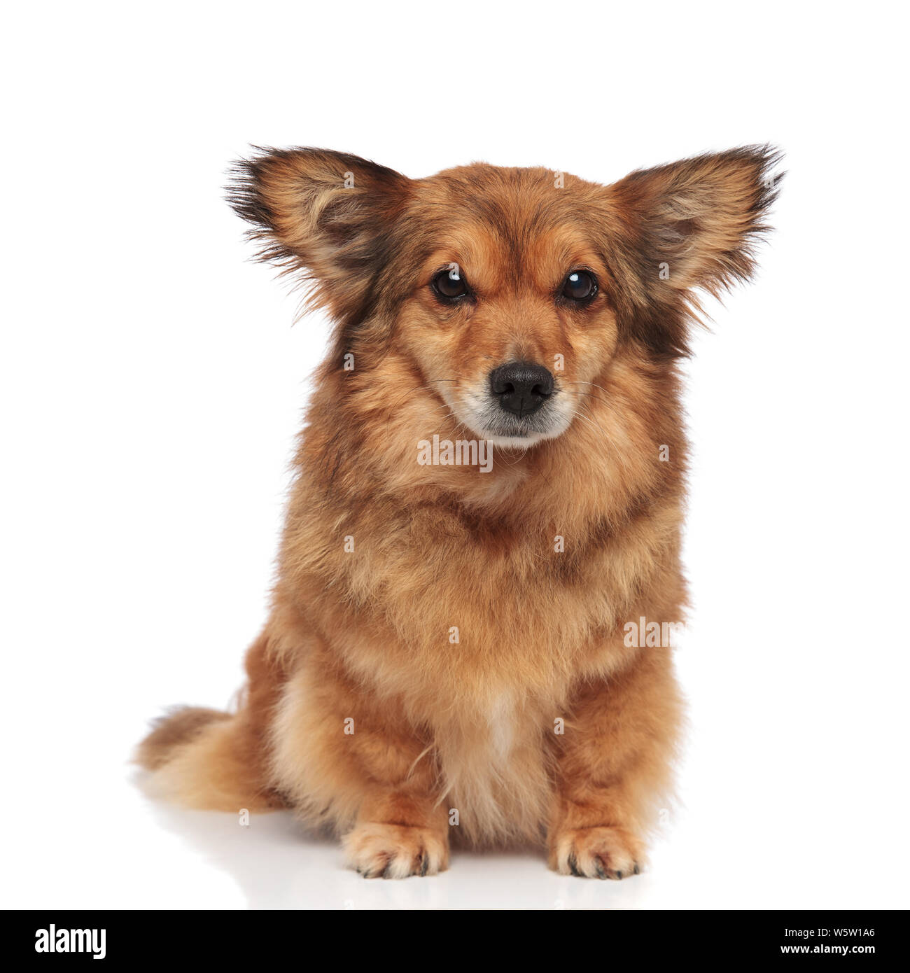 Metis Dog adorable brown metis dog with large ears sitting on white background ...
