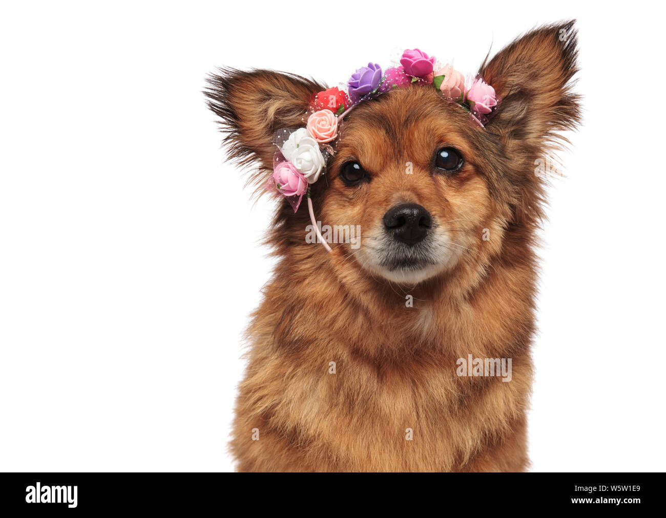 Metis Dog Metis flowers hi-res stock photography and images - Alamy