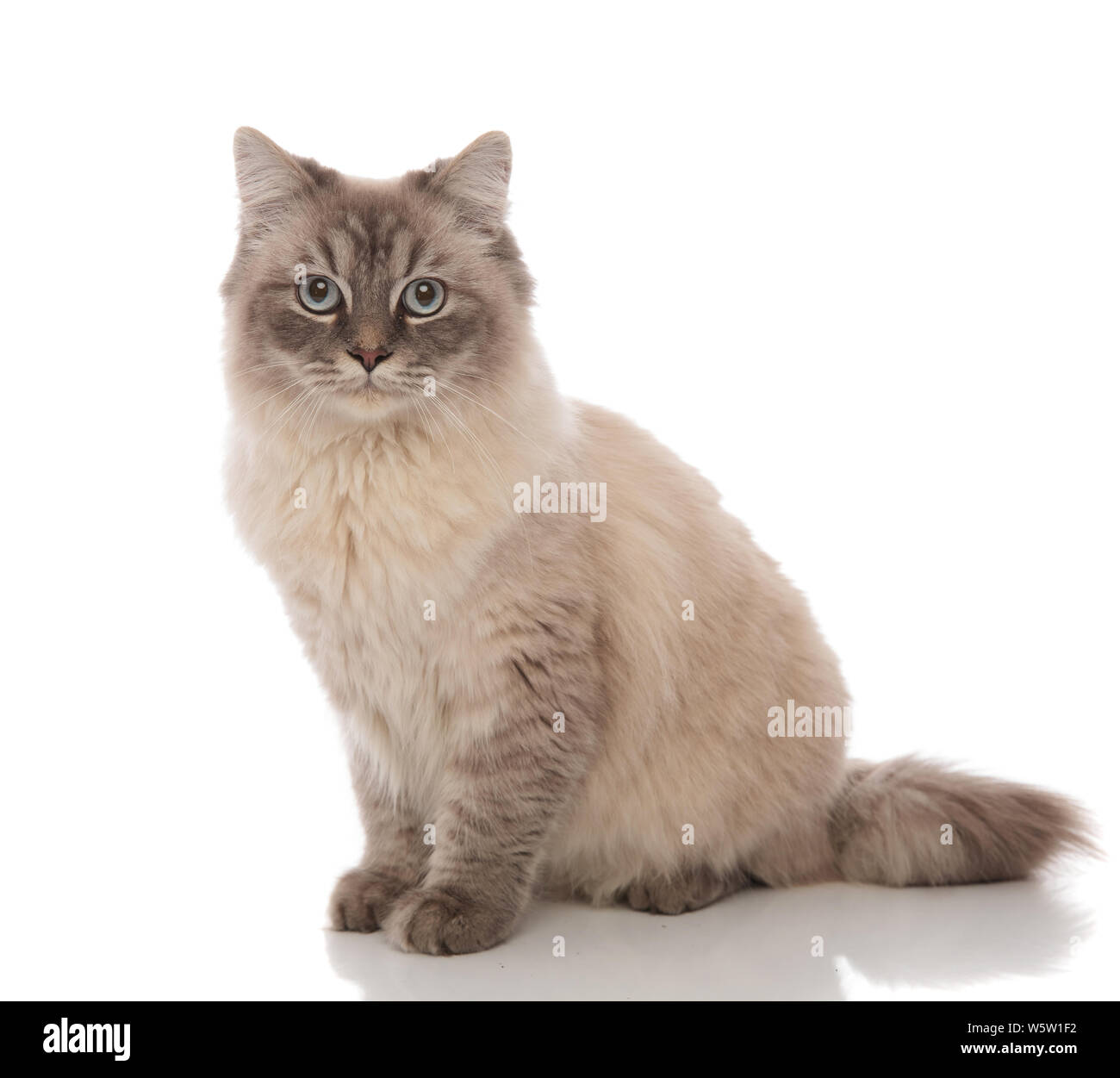 adorable grey cat with blue eyes sitting on a white background Stock ...