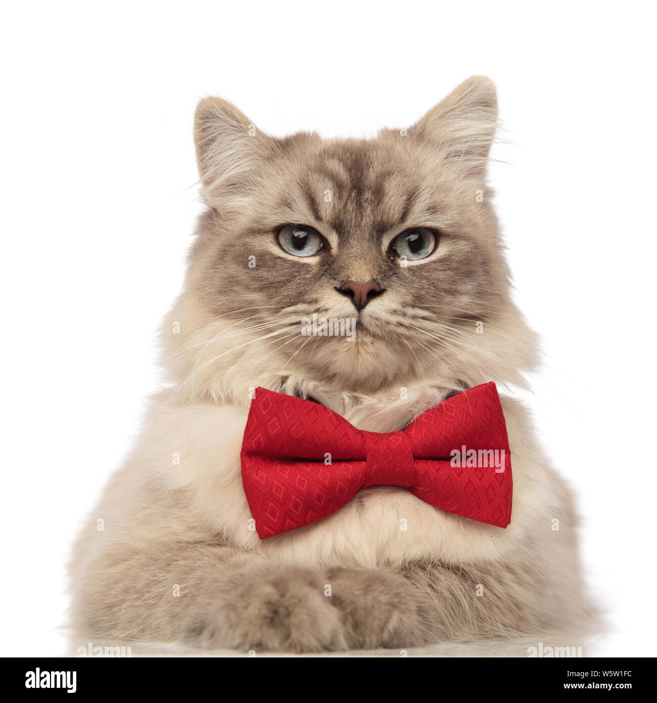 close up of elegant cat with grey fur and blue eyes wearing a red bow tie and lying on white