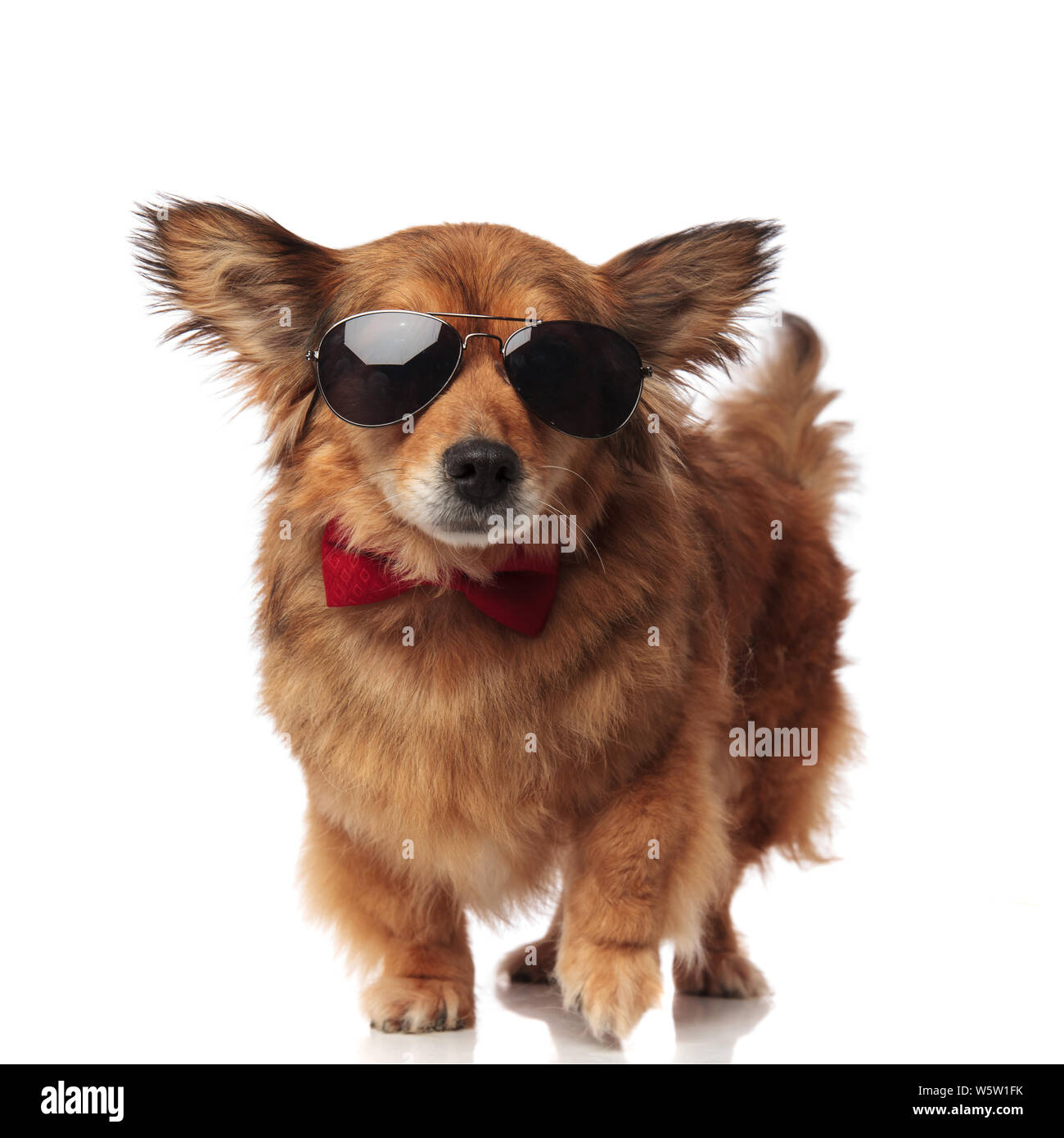 stylish brown metis dog with sunglasses and red bowtie stepping on