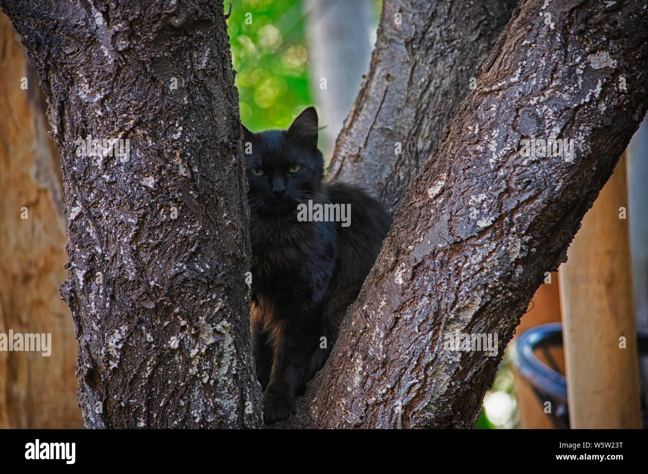 Shy black cat, who likes to hide. Stock Photo