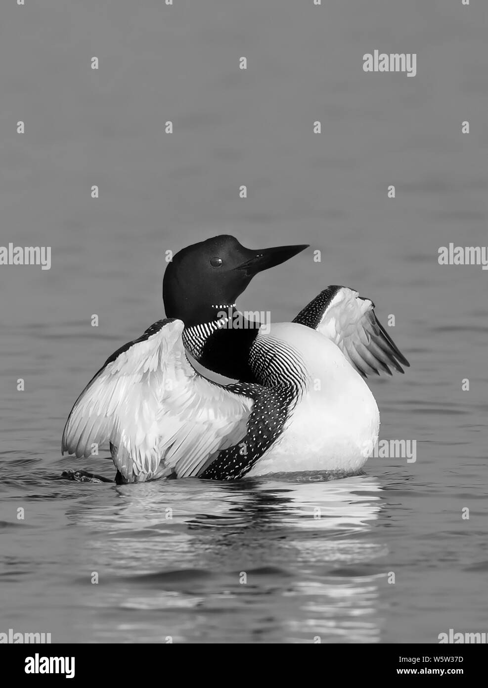 Common Loon (Gavia immer) in black and white flapping its wings in the morning on White Lake, Ontario, Canada Stock Photo