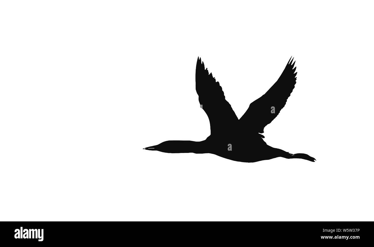 Common Loon (Gavia immer) black and white silhouette in flight over White Lake, Ontario, Canada Stock Photo