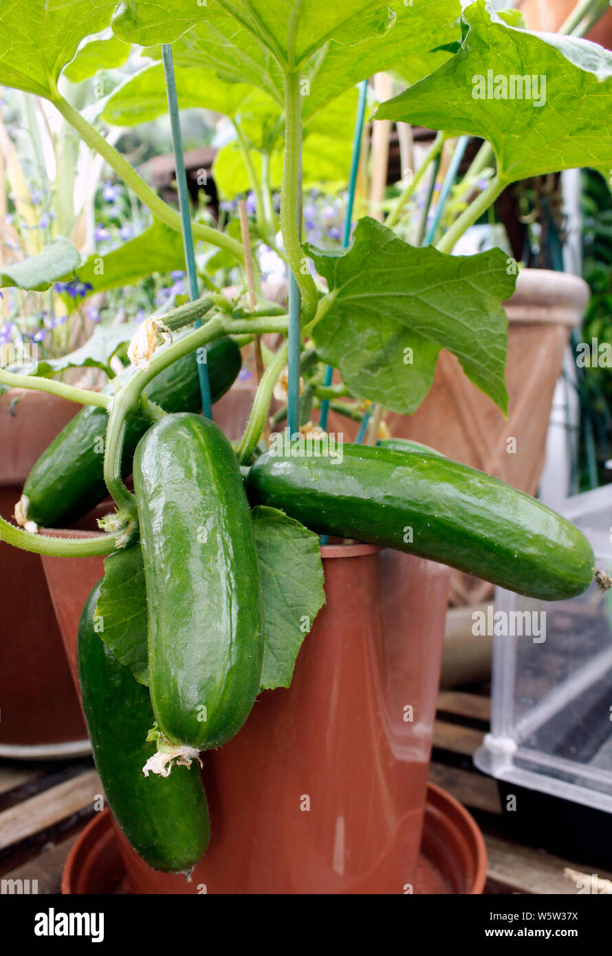 Four mini Cucumbers F1 Picolino variety  abundant cropper Stock Photo