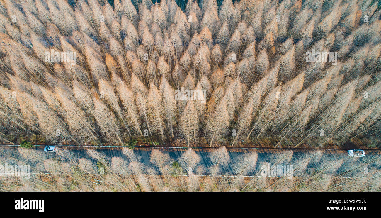 Dawn redwood china hires stock photography and images Alamy