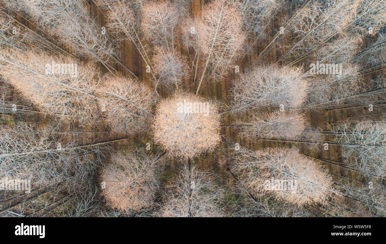 Dawn Redwood China Stock Photos & Dawn Redwood China Stock Images Alamy