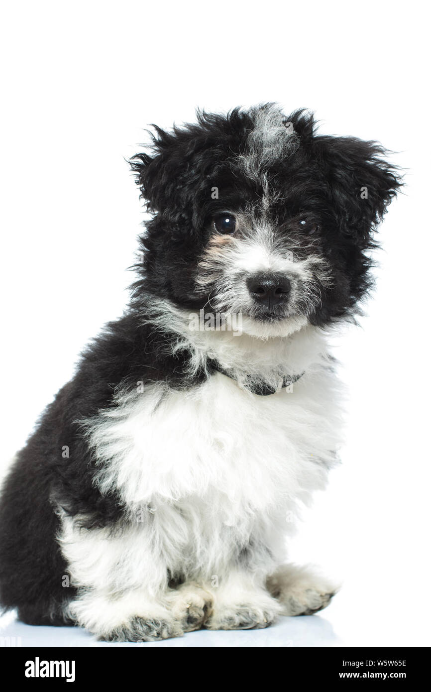 Side View Of An Adorable Black And White Bichon Havanese Sitting