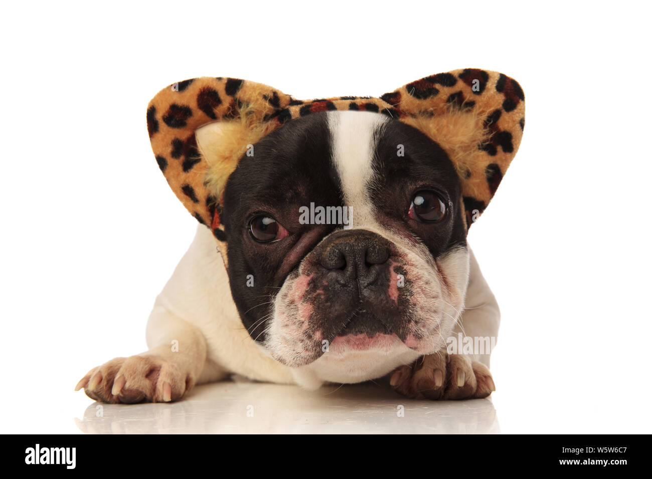 adorable french bulldog with leopard ears headband lying on a white background Stock Photo