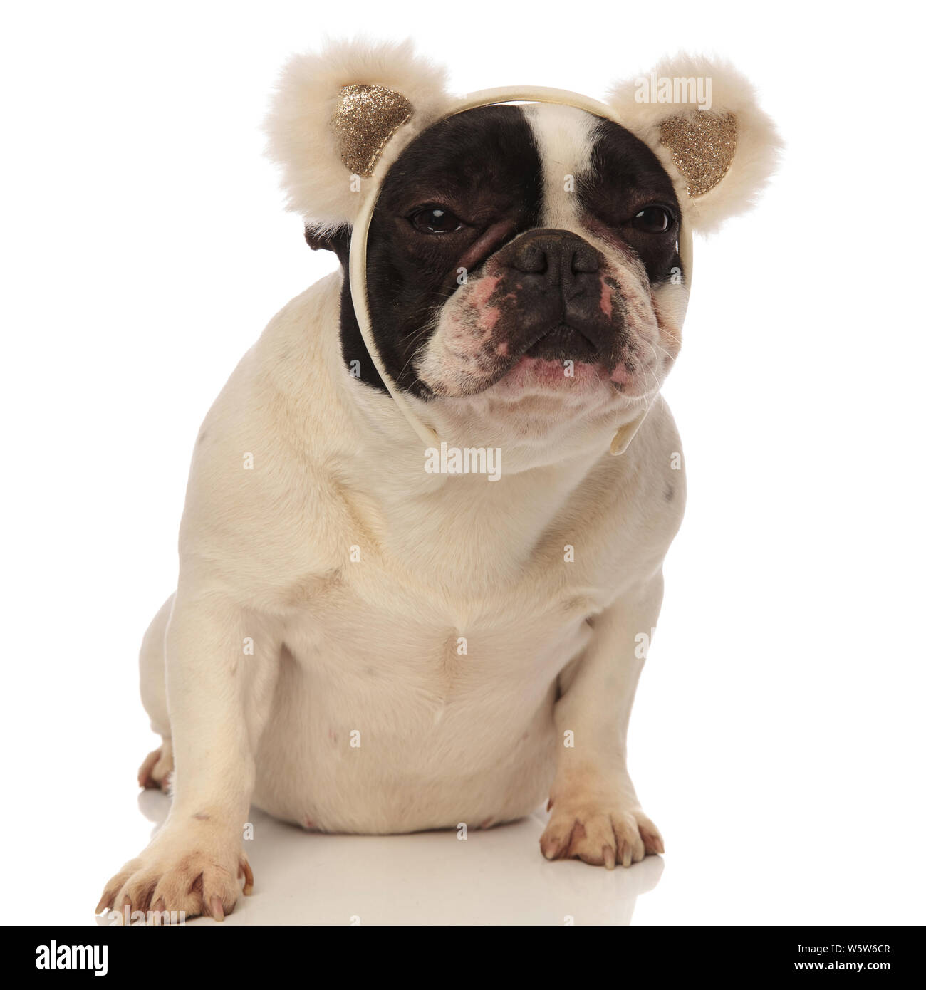 grumpy french bulldog wearing bear ears headband while sitting on a ...