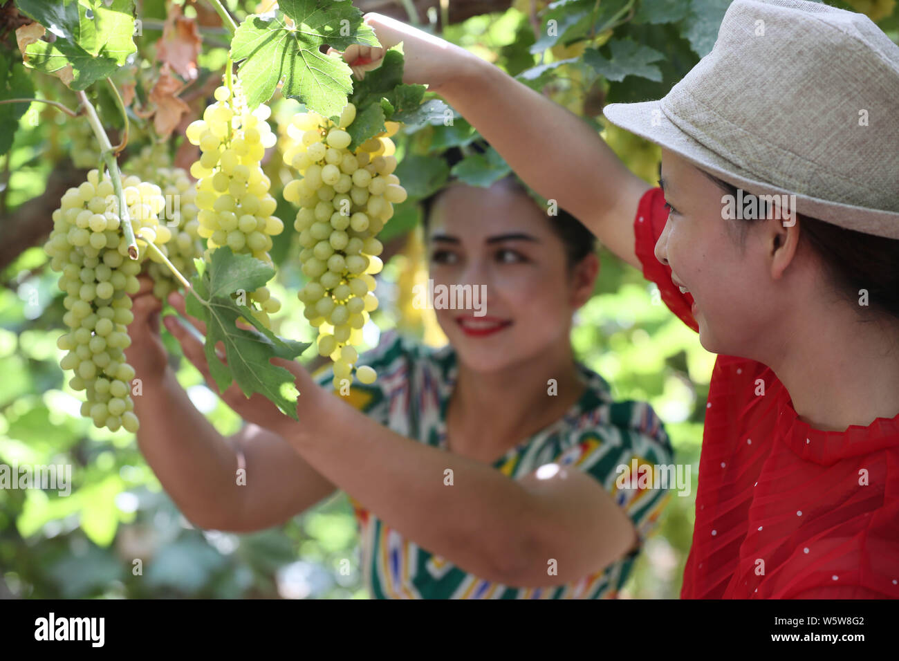 --FILE--Chinese Uigur people harvest grapes in a plantation in Lukeqin town, Shanshan county, Turpan city, northwest China's Xinjiang Uyghur Autonomou Stock Photo