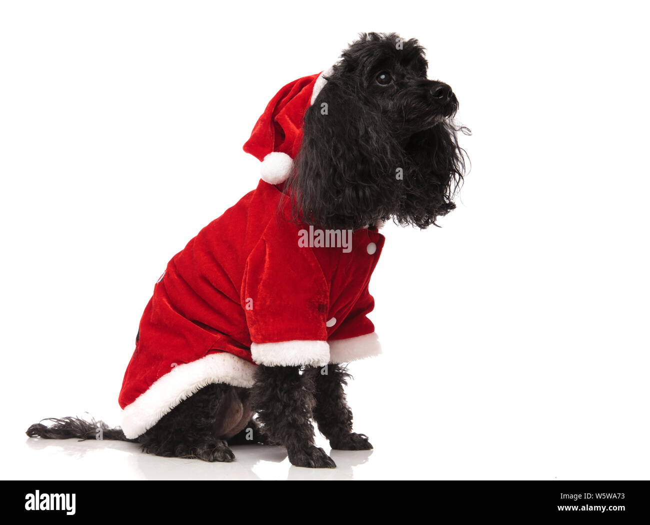 side view of a seated santa claus black poodle on white background ...