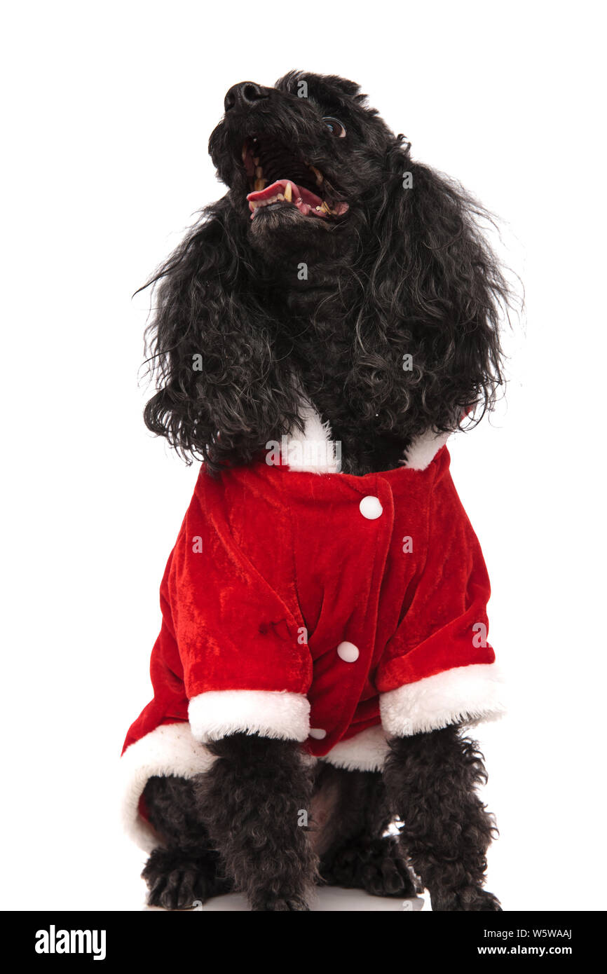 santa claus poodle looks up with mouth open on white background Stock ...