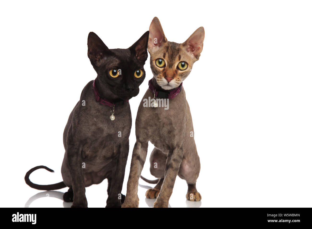 cute couple of cats wearing bell collars sitting together on white