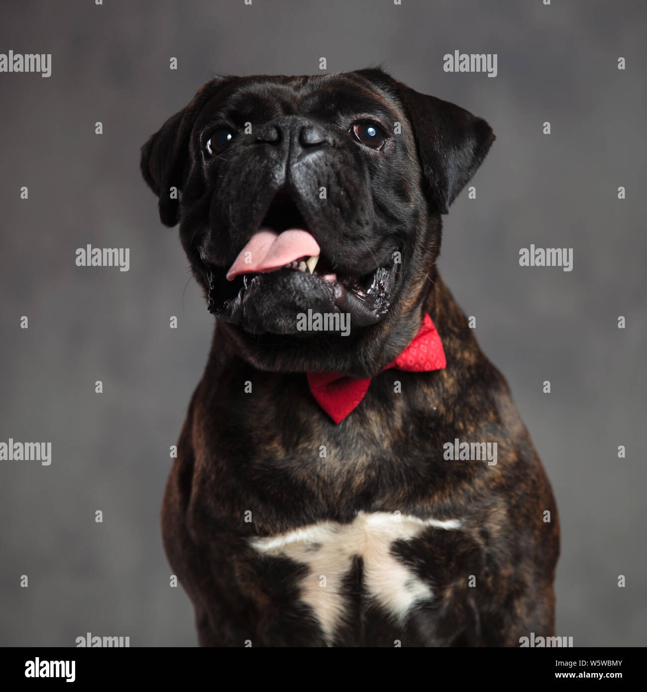 How Does Panting Cool Down A Dog