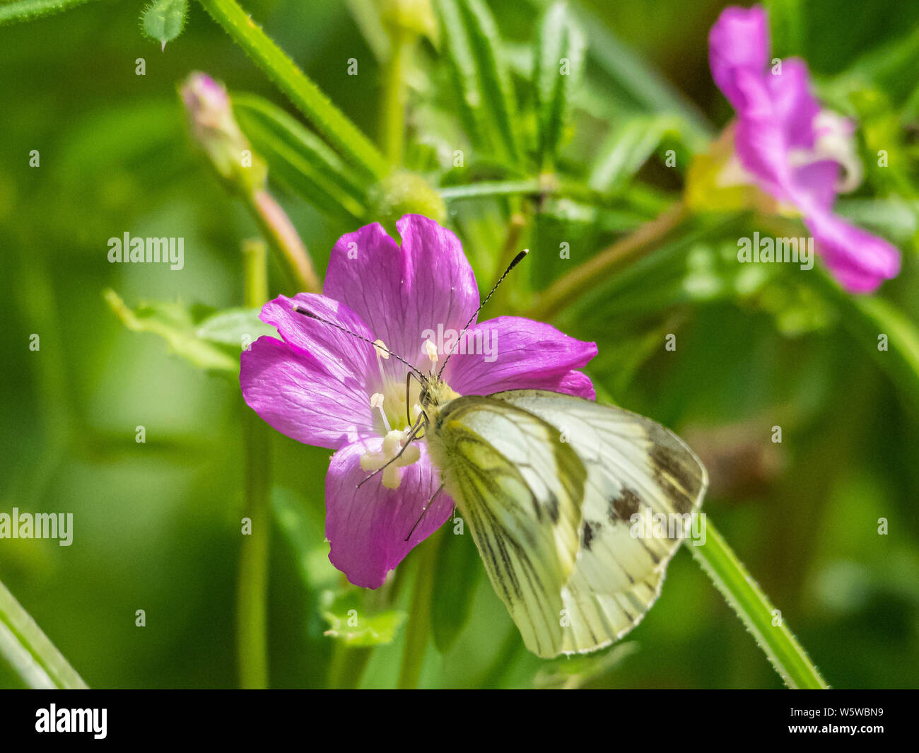 Cabbage White Butterfly feeding on the nectar of a Wild Flower Stock Photo