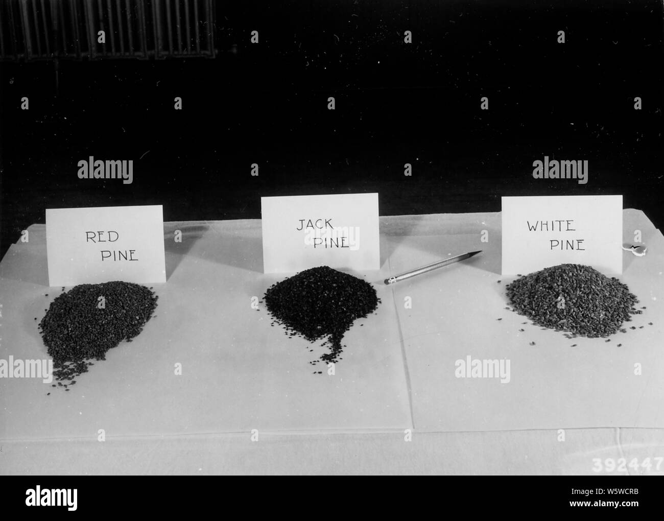 Photograph of Red Pine, Jack Pine, and White Pine Seed; Scope and