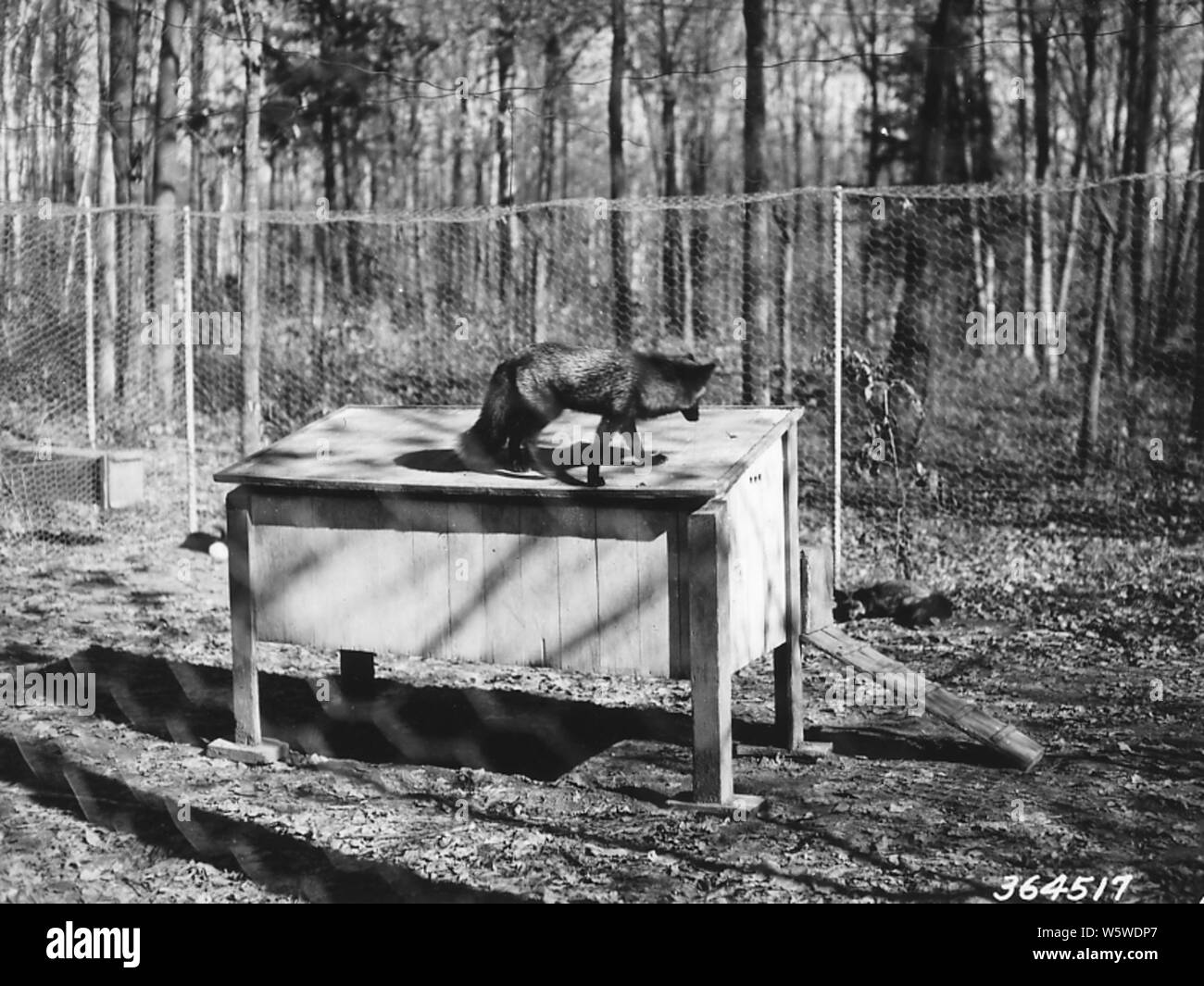 Photograph Of Silver Fox Farm Owned By Roy Cunningham In Virgin Lake Wisconsin Scope And Content Original Caption Silver Fox Farm Owned By Roy Cunningham Virgin Lake Wi Stock Photo Alamy