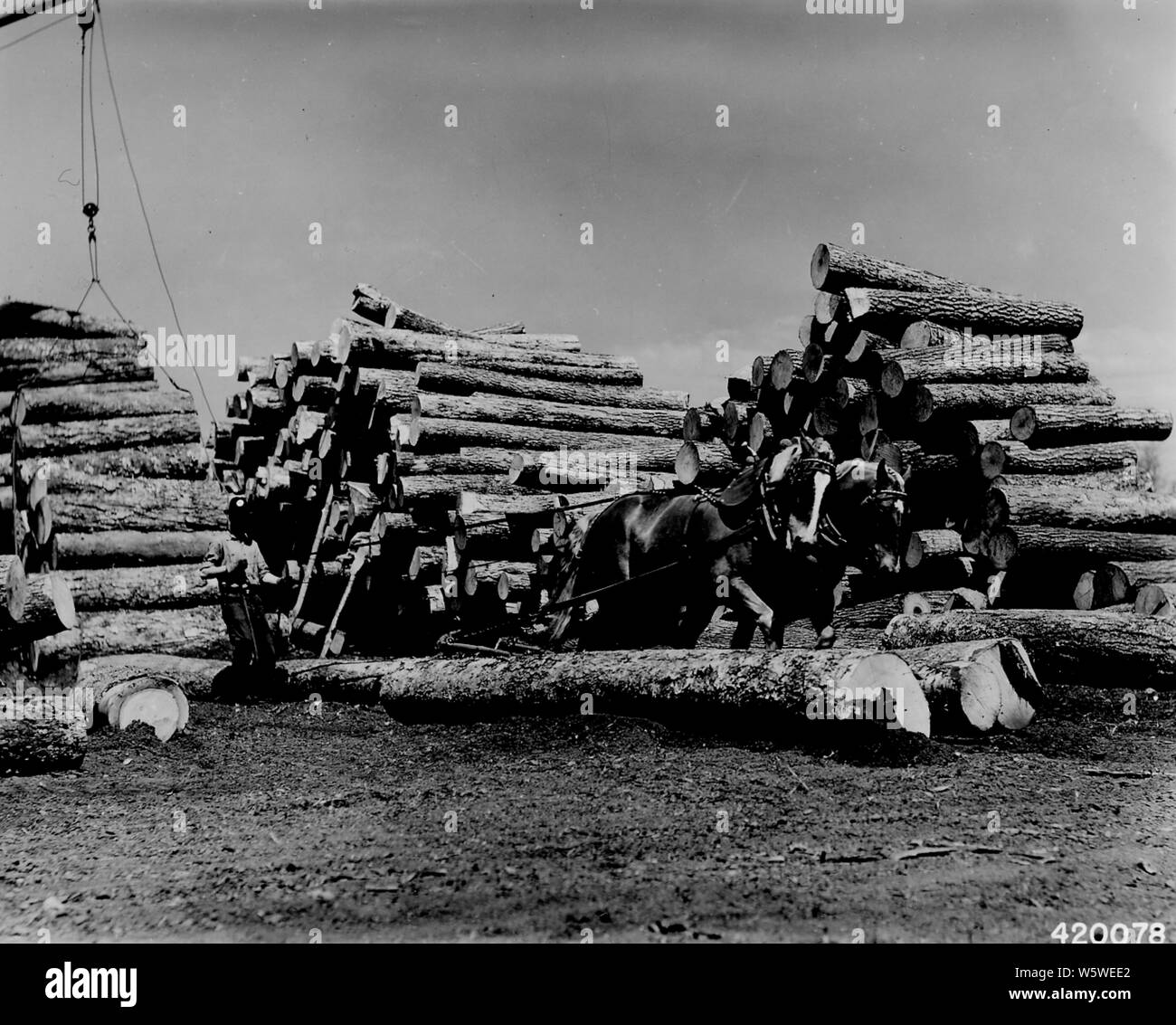 Photograph of Team of Sorrel Horses; Scope and content:  Original caption: Team of sorrel horses skidding high grade yellow birch logs to a central point in the yard where they are loaded on flat cars and transported to hot pond. Stock Photo