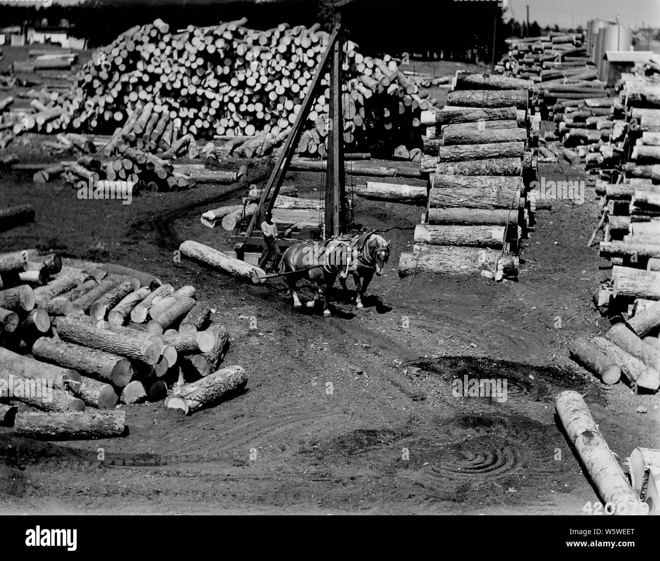 Photograph of Team of Sorrel Horses; Scope and content:  Original caption: Team of sorrel horses skidding high grade yellow birch logs to a central point in the yard where they are loaded on flat cars and transported to hot pond. Stock Photo