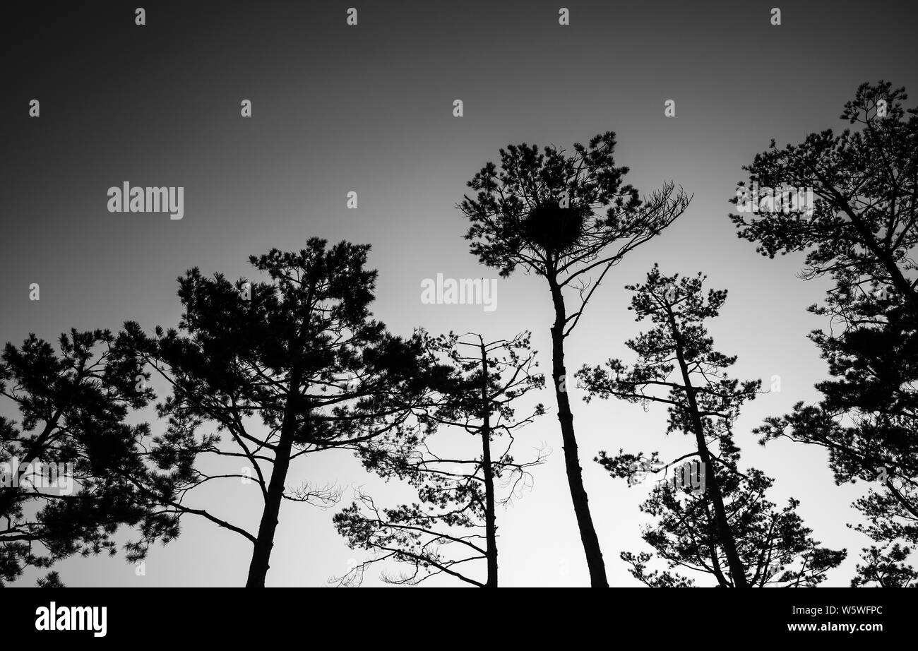 Silhouettes of European pine trees over night sky, black and white natural photo background Stock Photo