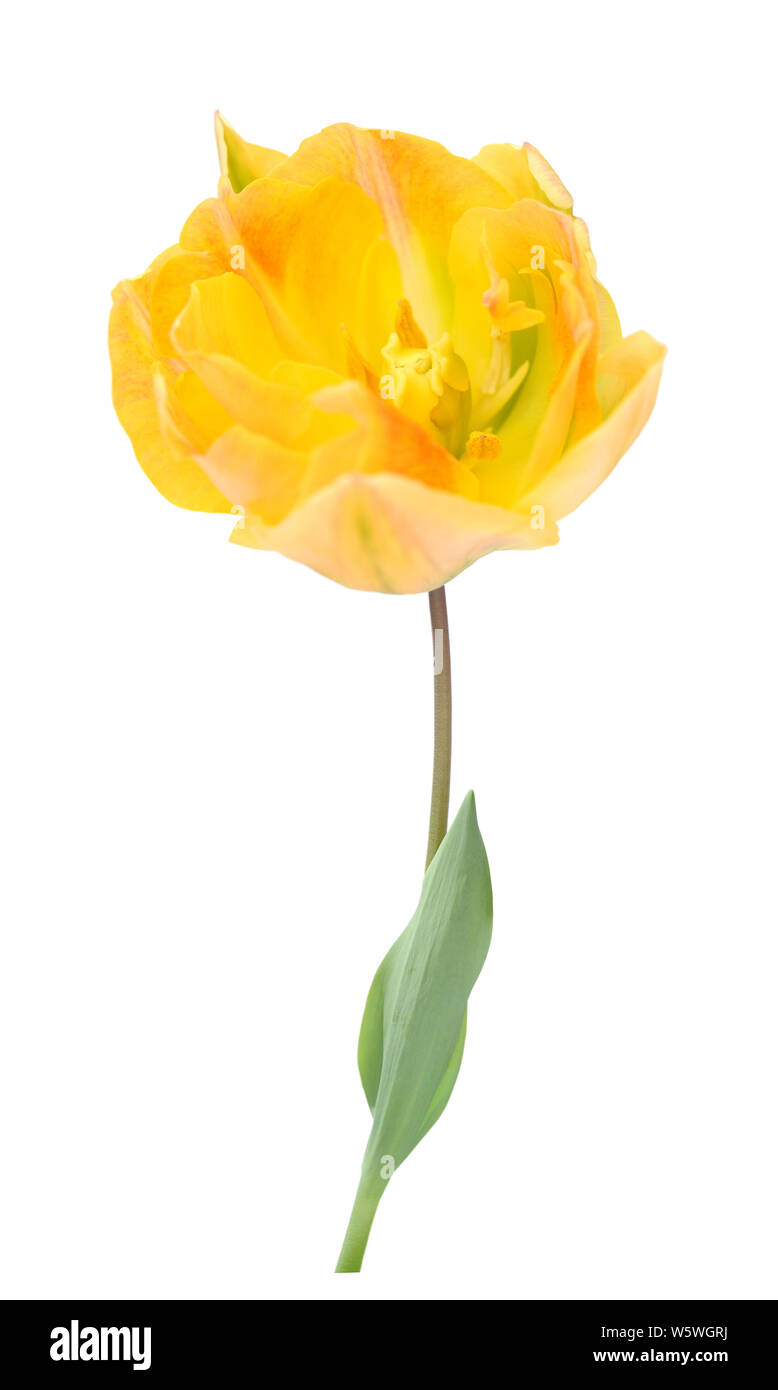 single yellow tulip isolated on white background Stock Photo - Alamy