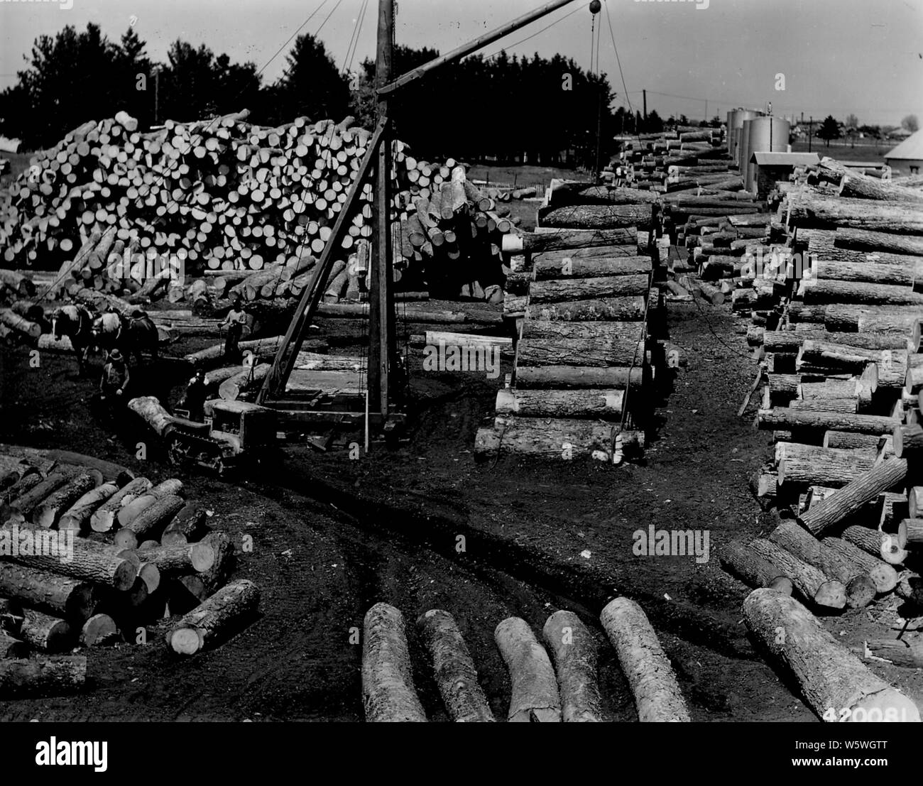 Photograph of a 22 Caterpillar and a Team of Horses; Scope and content:  Original caption: 22 caterpillar and team of horses skidding high grade yellow birch logs to a central point in the yard where they are loaded on flat cars and transported to hot pond. Stock Photo
