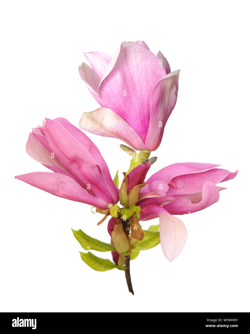 pink magnolia flower isolated on white background Stock Photo - Alamy