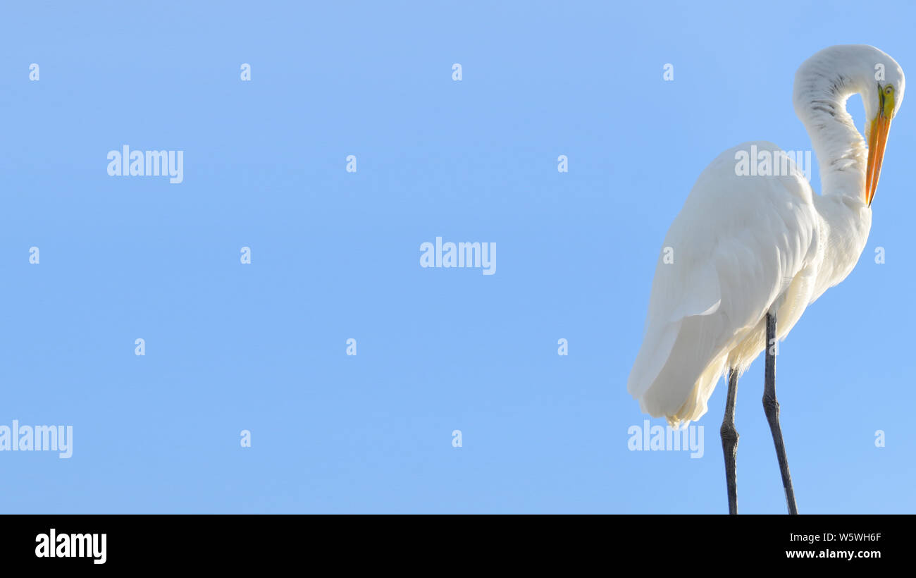 Bent Neck Stock Photos Bent Neck Stock Images Alamy
