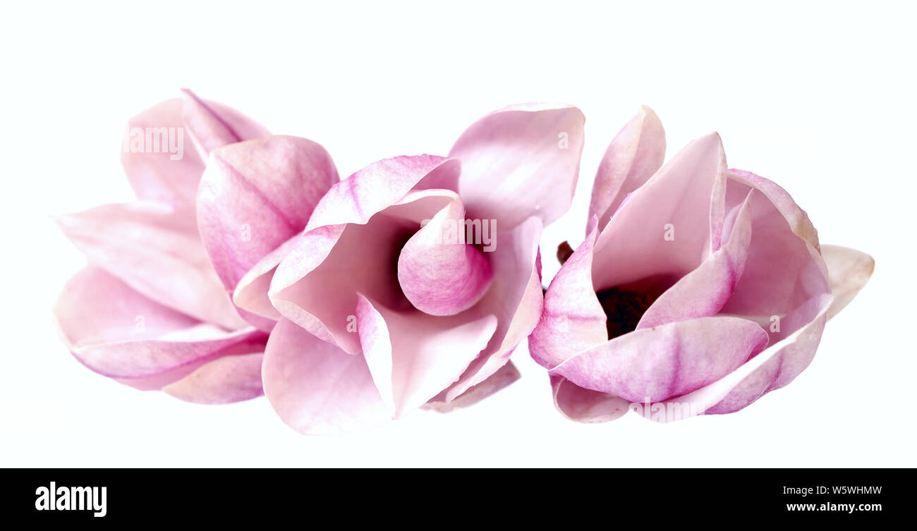 pink magnolia flower isolated on white background Stock Photo - Alamy