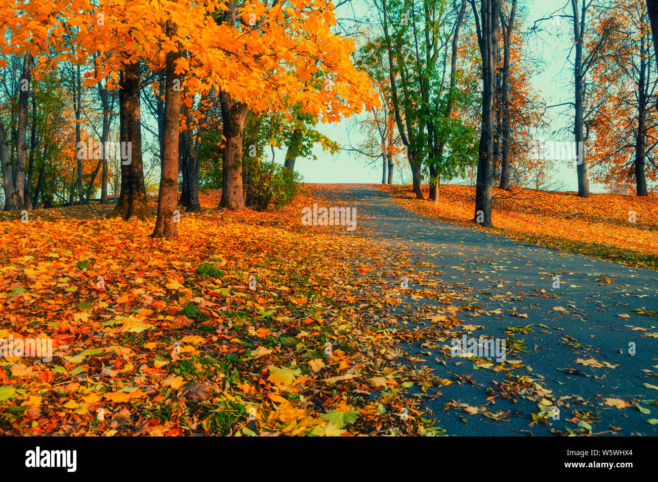 Autumn landscape - yellowed trees and fallen autumn leaves in city park alley in sunny evening. Picturesque park autumn scene Stock Photo