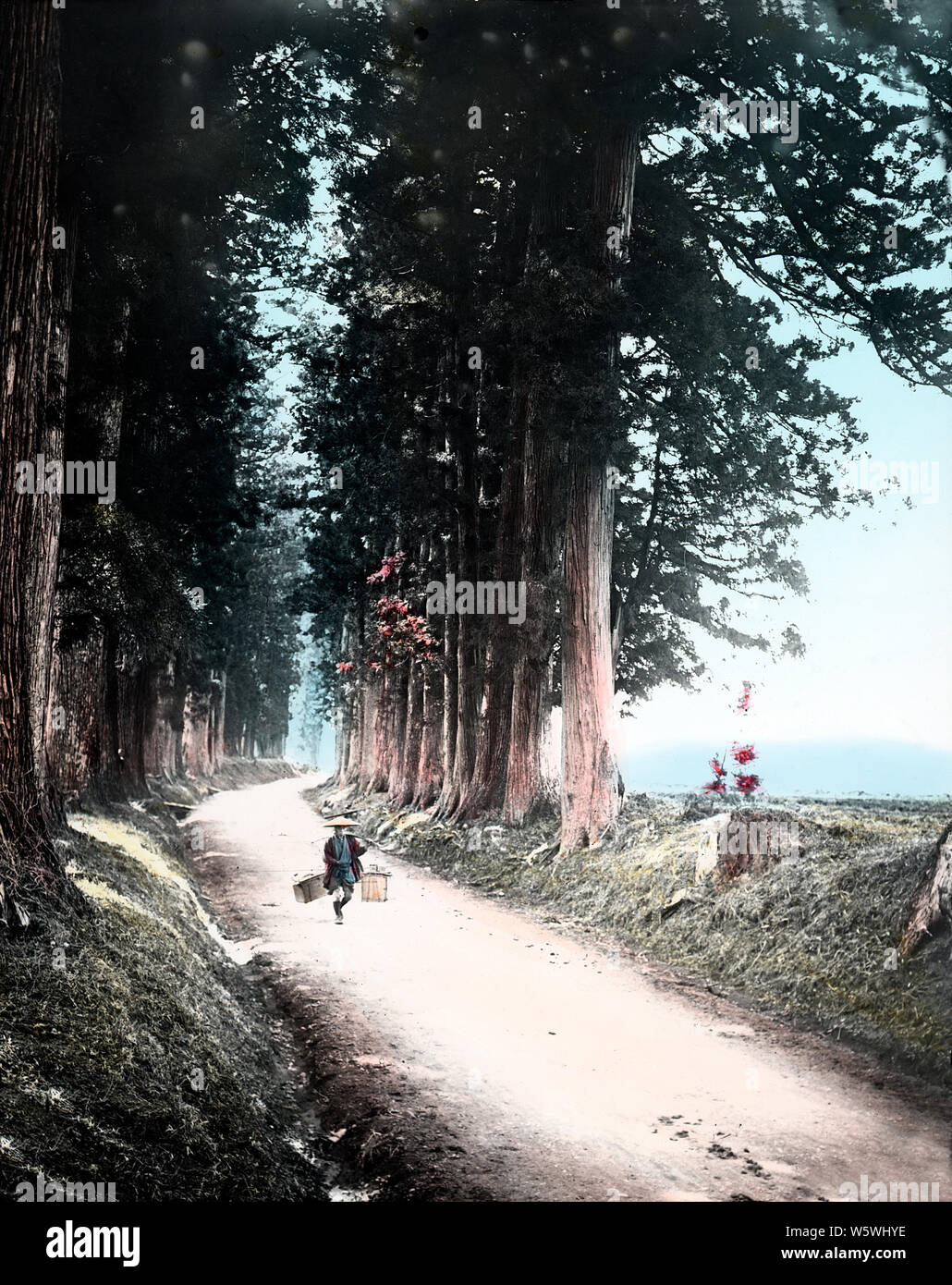 [ 1890s Japan - Nikko Road ] —   The road to Nikko. The cedars were donated by Matsudaira Masatsuna on the 33rd anniversary of the death of Shogun Tokugawa Ieyasu.  19th century vintage glass slide. Stock Photo