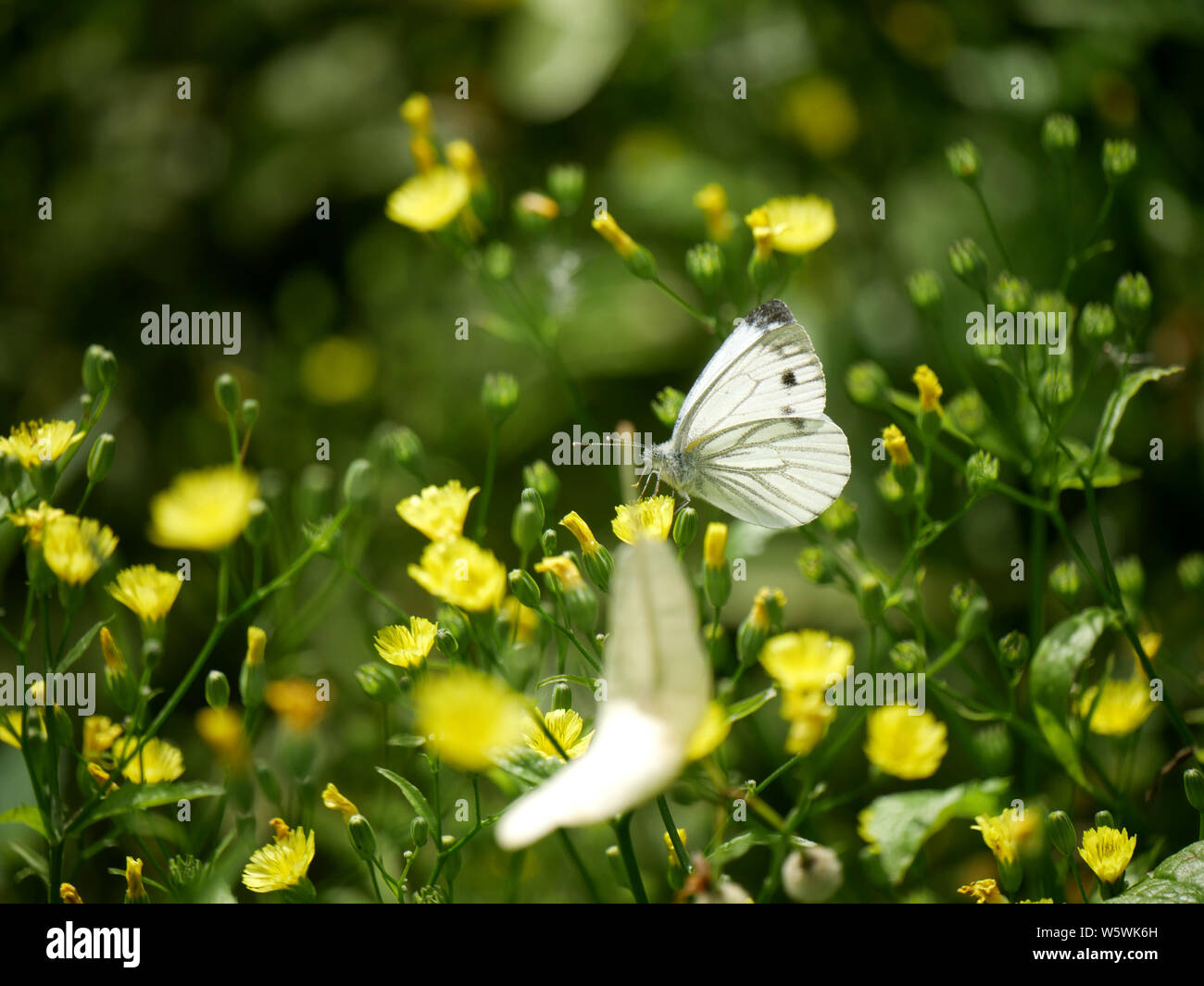 Large White female Butterfly-Pieris brassicae Stock Photo