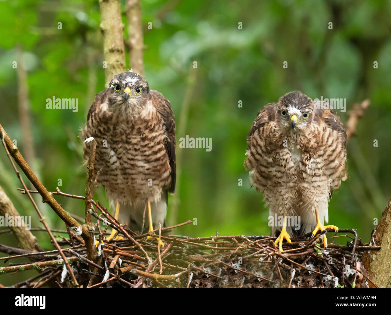 Two Sparrowhawk (Accipiter nisus) fledglings on the nest, Lincolnshire Stock Photo