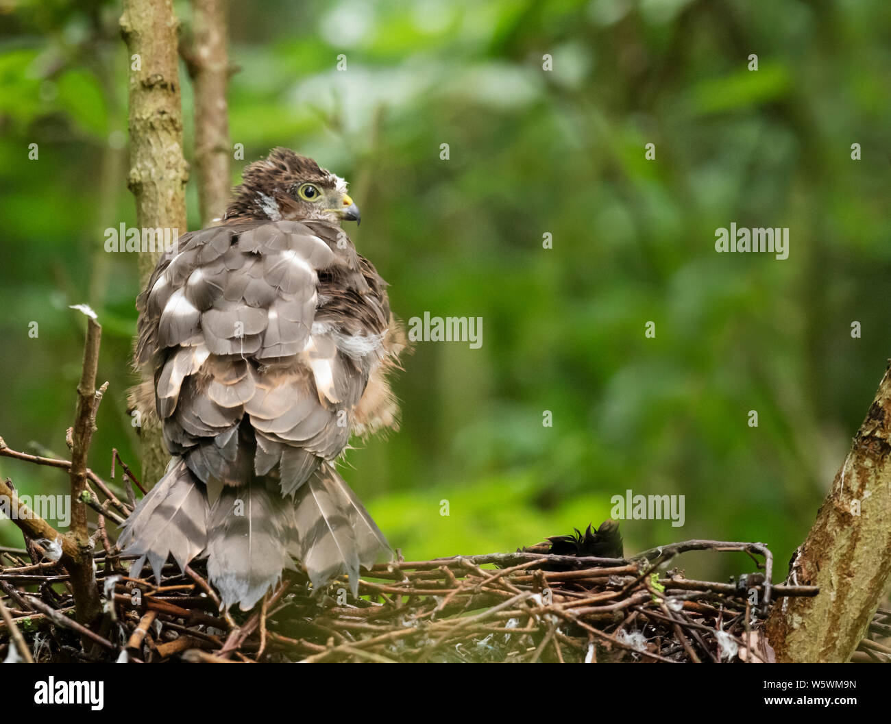 A Sparrowhawk (Accipiter nisus) fledgling on the nest, Lincolnshire Stock Photo