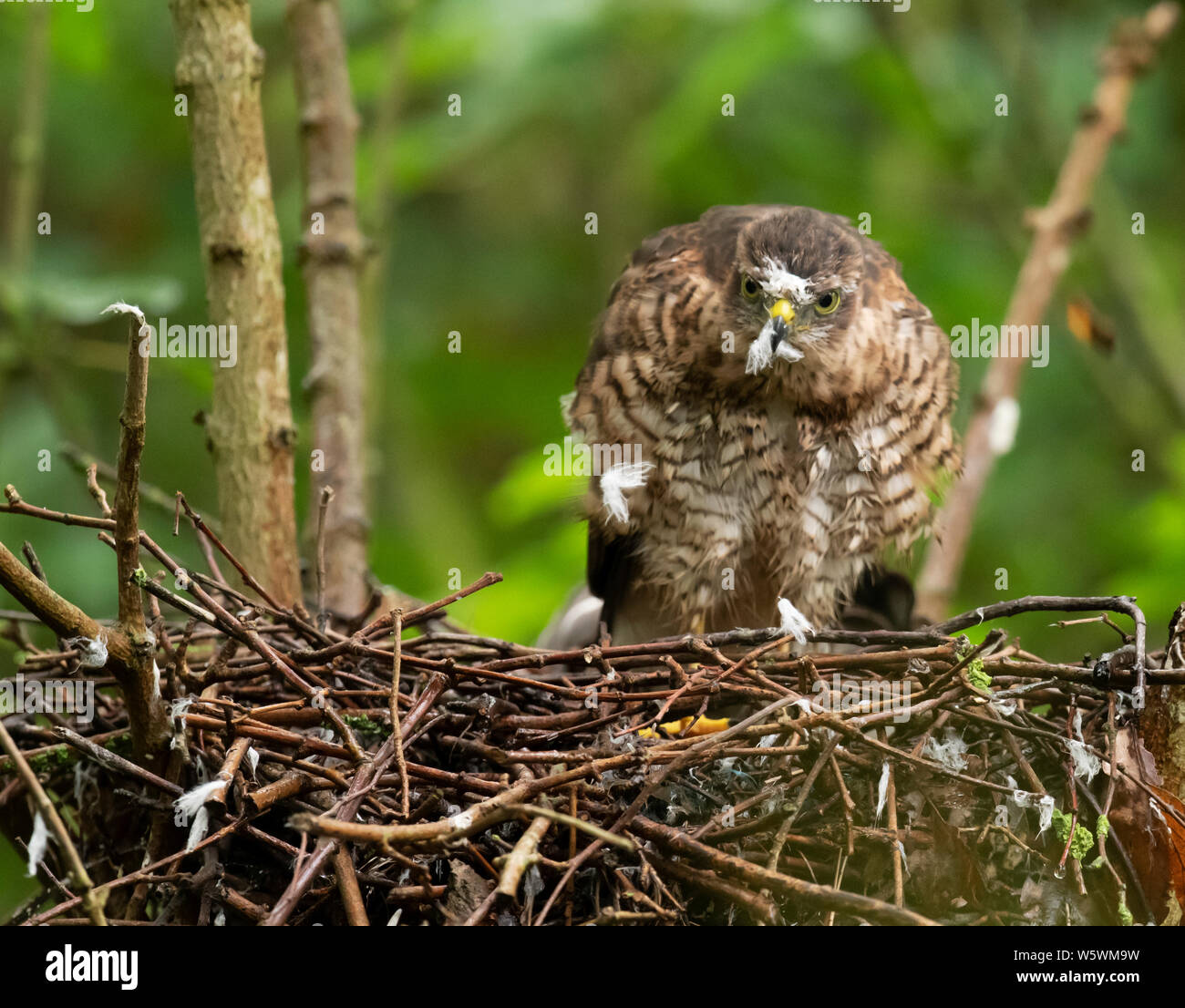 A Sparrowhawk (Accipiter nisus) removing some of it's remaining fluffy downy feathers on the nest, Lincolnshire Stock Photo