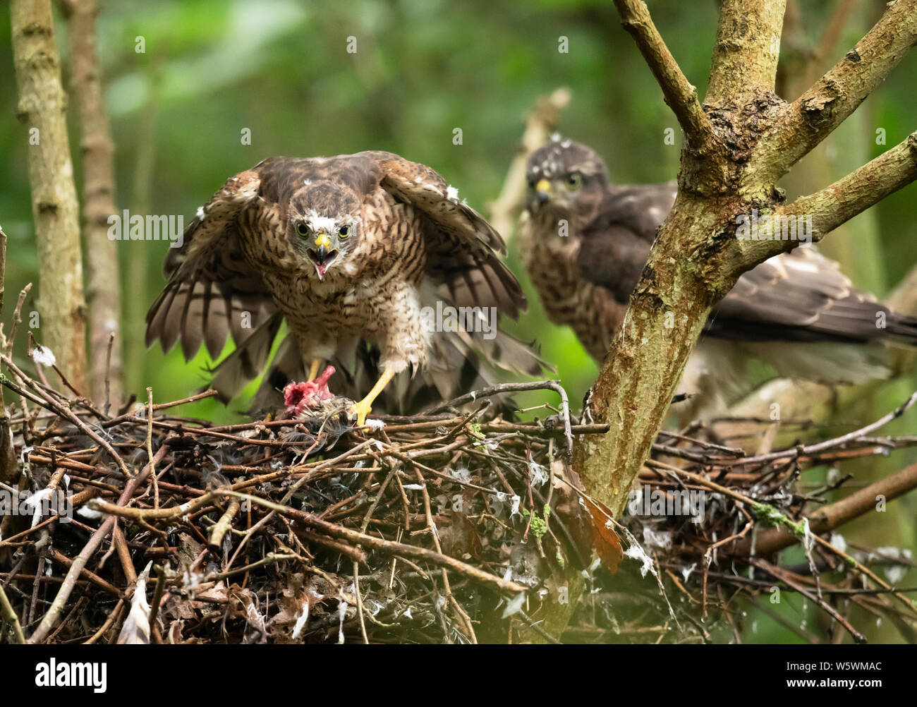 A Sparrowhawk (Accipiter nisus) fledgling feeding itself on the nest whilst it's sibling looks on, Lincolnshire Stock Photo