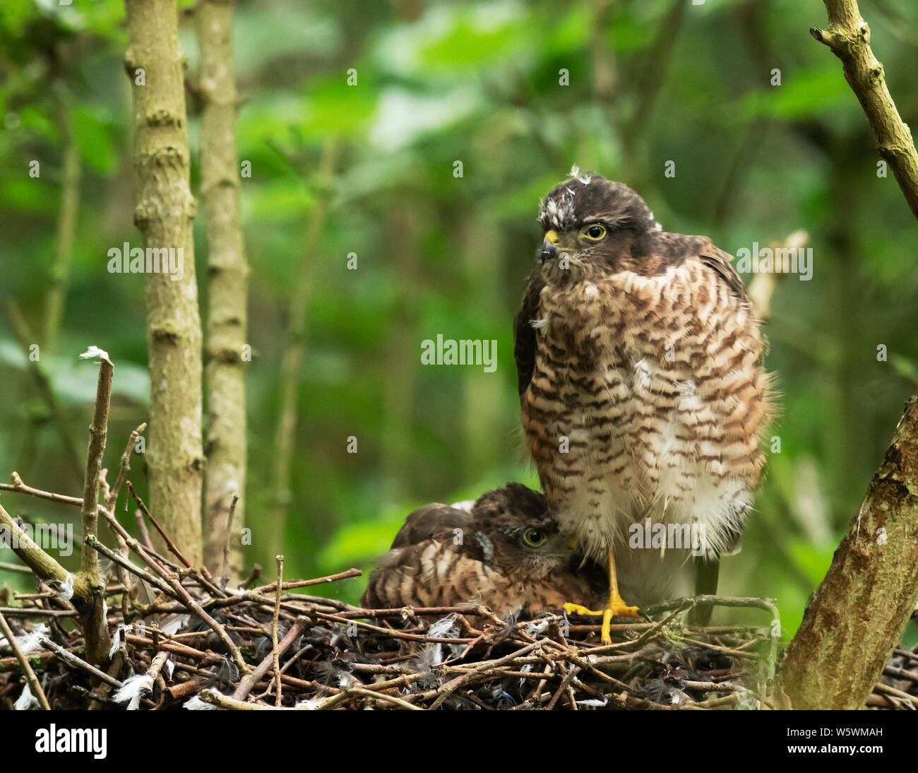 A young Sparrowhawk (Accipiter nisus) fledgling snuggles up to it's sibling on the nest, Lincolnshire Stock Photo