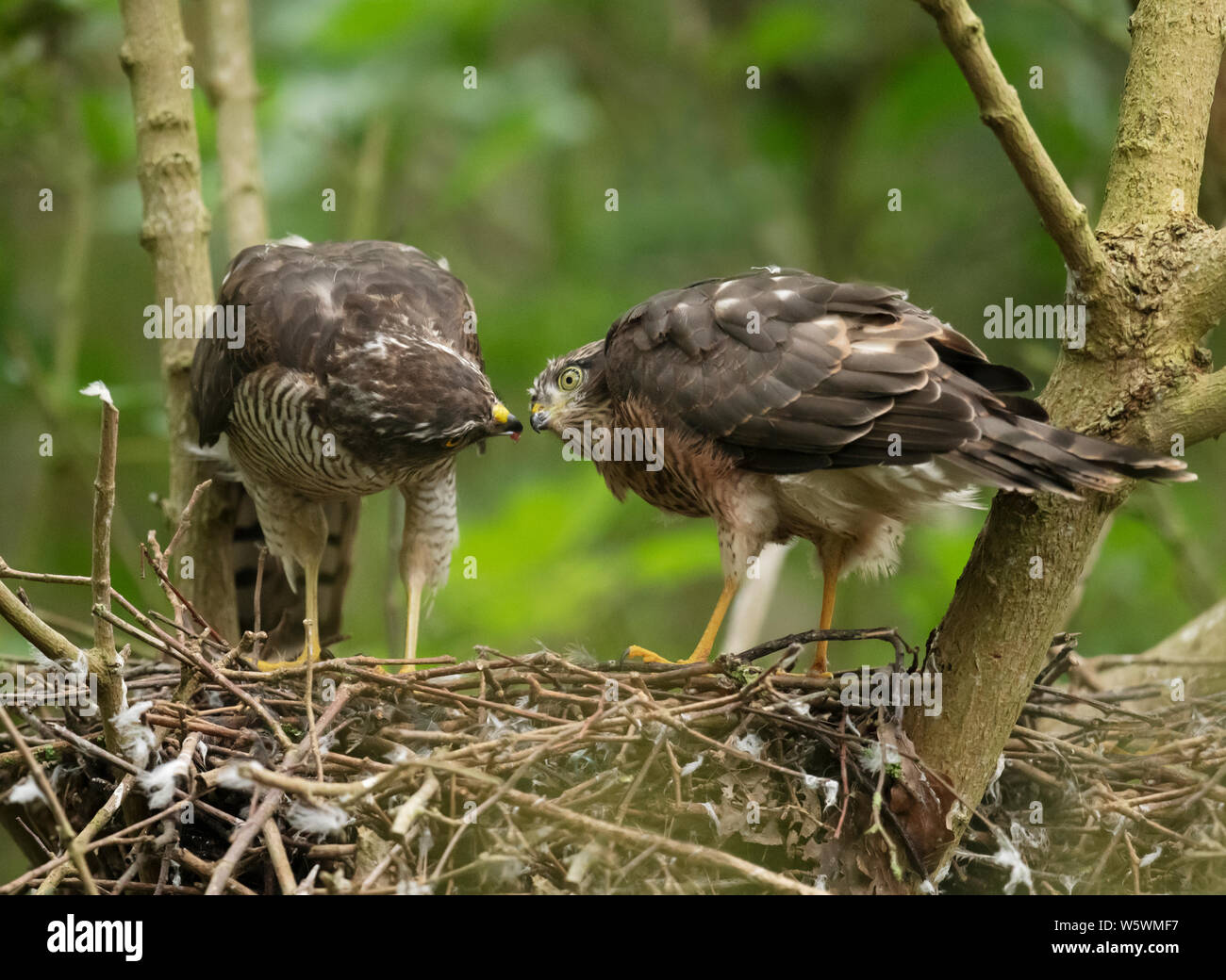 A female Sparrowhawk (Accipiter nisus) feeding one of her fledglings, Lincolnshire Stock Photo