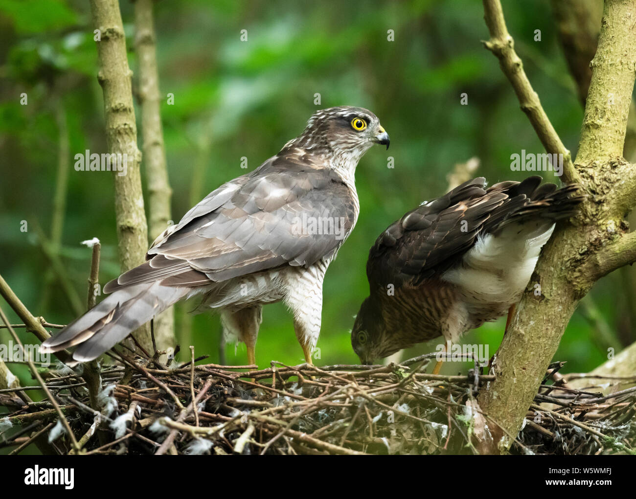 A female Sparrowhawk (Accipiter nisus) feeding one of her fledglings, Lincolnshire Stock Photo