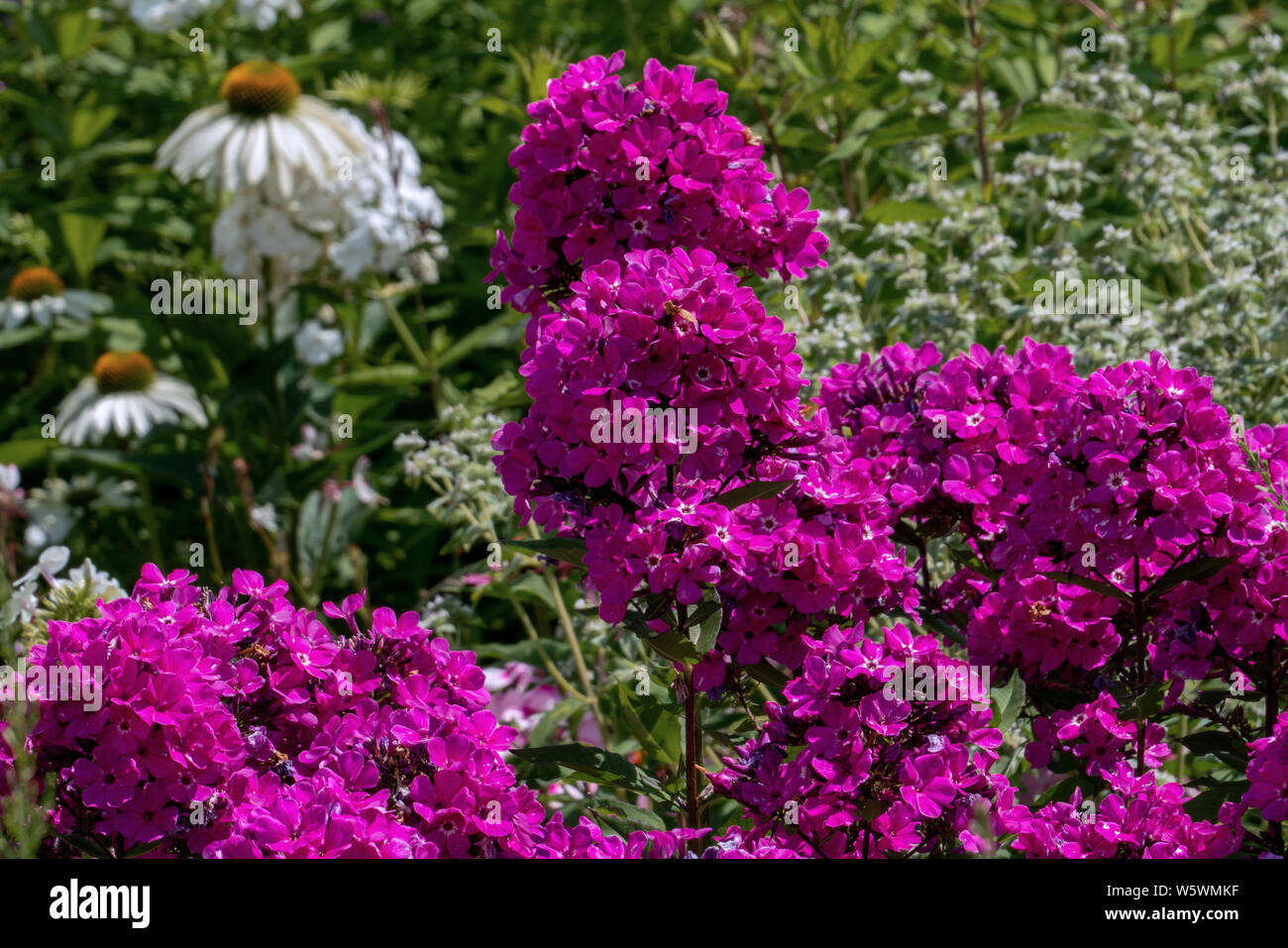 Beautiful purple phlox in full bloom with white phloxes in the background in a summer garden Stock Photo