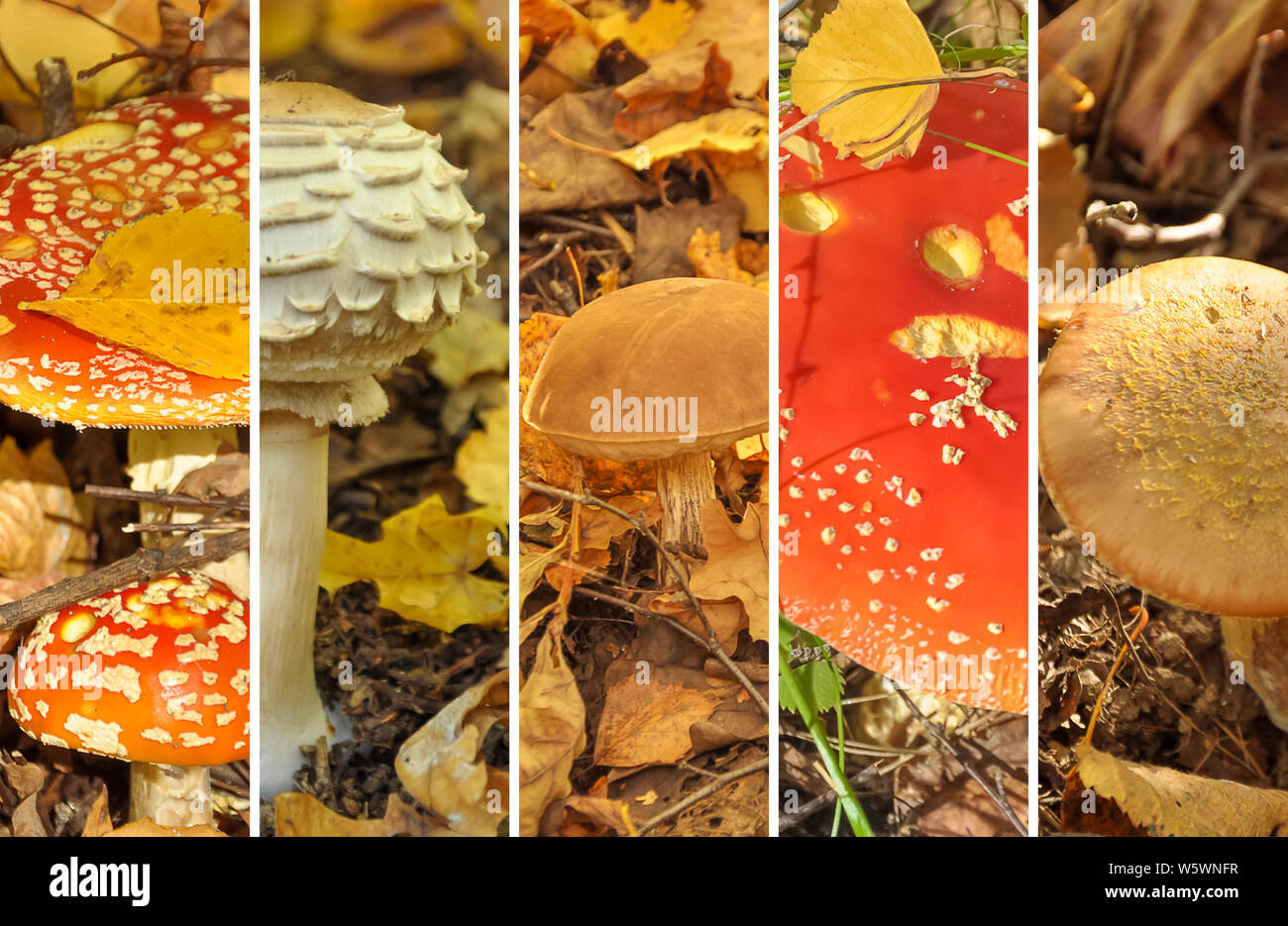 Mushroom collage. Autumn collage showing different mushrooms Stock